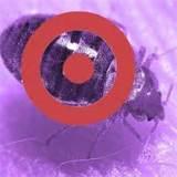 Pictures of Bed Bug Report