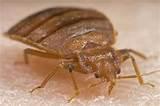 Hotel Bed Bugs Images