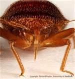 Images of New Yorker Hotel Bed Bugs