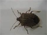 Images of Bed Bugs Photos