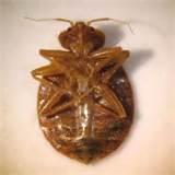 Images of Bed Bugs Winnipeg