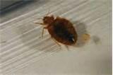 Picture Bed Bug Pictures