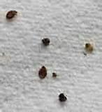 Bed Bug Bites Pictures On Humans Pictures