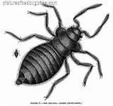 Bed Bug Bites Pictures On Humans Images