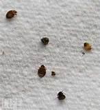 Pictures of Picture Of A Bed Bug