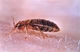 Bed Bug Picture Pictures