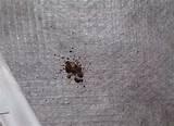 Picture Of Bed Bug