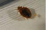 Bed Bug Picture Photos