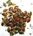 Bed Bug Bites Images Images
