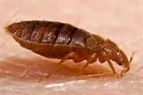 Images of Picture Of A Bed Bug