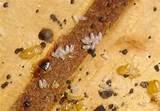 Photo Of A Bed Bug Images