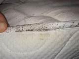 Bed Bug Photos Photos Bed Bug Photos Photos