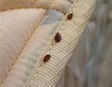 Bed Bug Photo Pictures