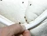 Bed Bugs Calgary Pictures