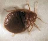 Pics Of Bed Bugs Photos