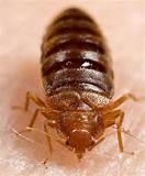 Bed Bug Photos Bed Bug Photos