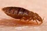 Bed Bug Photo