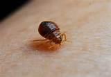 Bed Bug Photos Pictures Bed Bug Photos Pictures