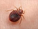Pics Of Bed Bugs Pictures