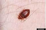 Pics Of Bed Bugs Photos
