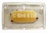 Bed Bug Alert Pictures
