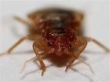 Pictures of Bed Bug Photos Pictures of Bed Bug Photos