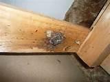 Bed Bug Photos Bed Bug Photos
