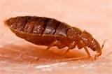 Images of Image Bed Bug