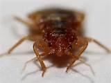 Bed Bug Images Pictures