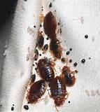 Images of Toronto Bed Bugs