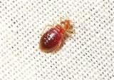 Bed Bugs In Hotels