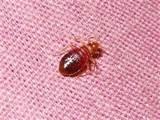 Images of Bed Bugs Bite Pictures
