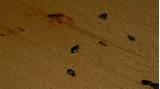 Images of Dead Bed Bugs