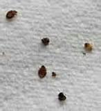 Pictures of Bed Bugs Picture