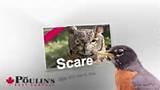 Image Of Bed Bug Images