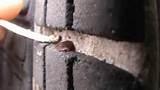 Images of Image Of Bed Bug