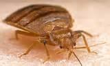 Image Of Bed Bug Photos