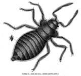 Image Of Bed Bug Pictures