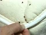 Baby Bed Bugs Pictures