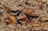 Bed Bug Larvae Photos