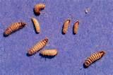 Bed Bug Larvae Images