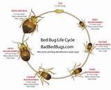 Bed Bugs Life Cycle Photos