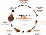 Photos of Bed Bugs Life Cycle