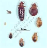 Photos of How Do You Get Bed Bugs