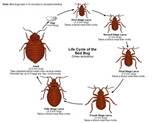 Bed Bugs Life Cycle Photos
