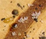 Bed Bug Larvae Images