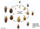 Pictures of Bed Bugs Life Cycle