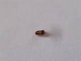 Images of Bed Bug Larvae