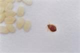 Images of Bed Bug Larvae