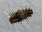Photos of Bed Bug Larvae